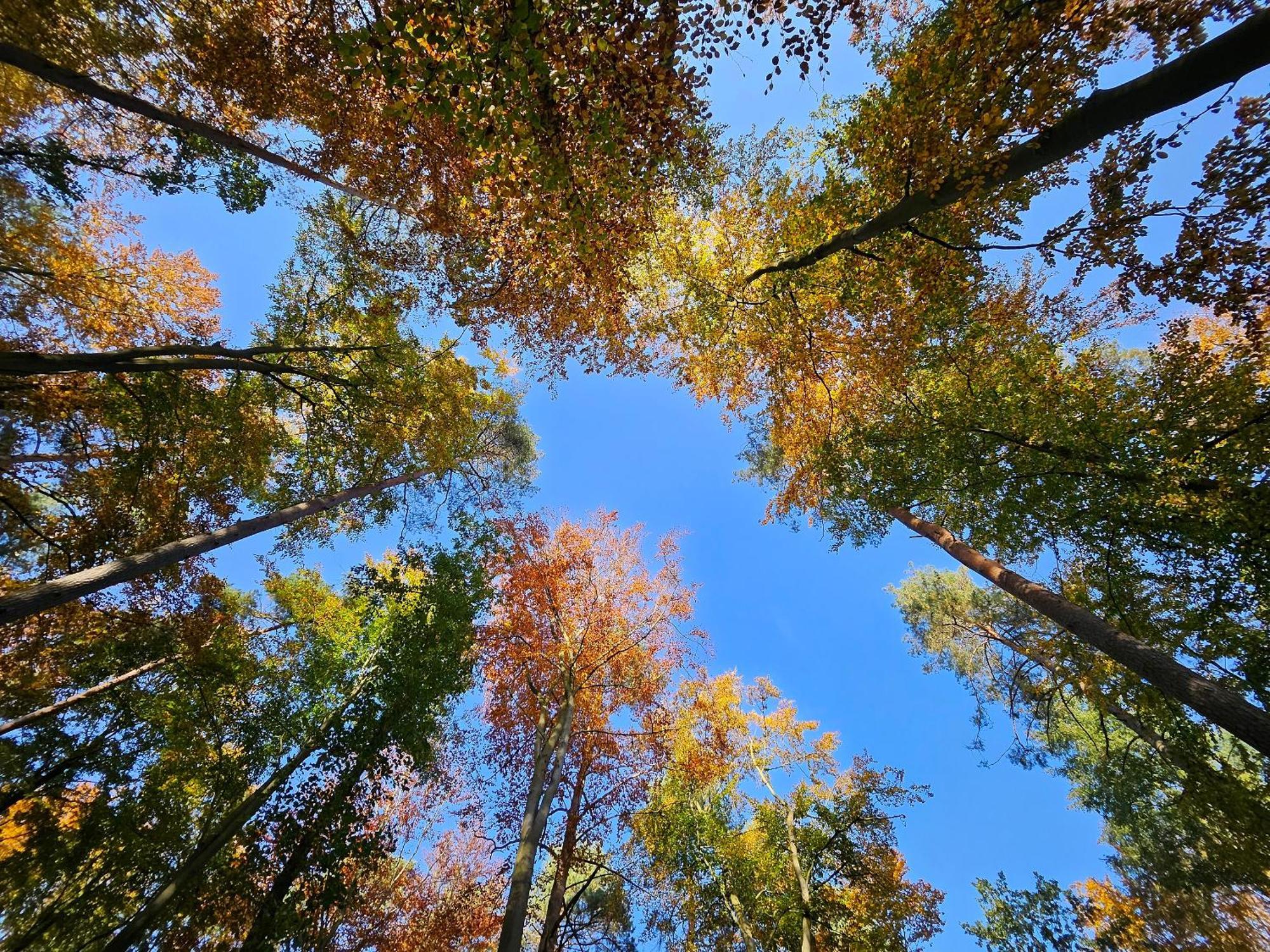 Fewo Am Wald Boek Dış mekan fotoğraf